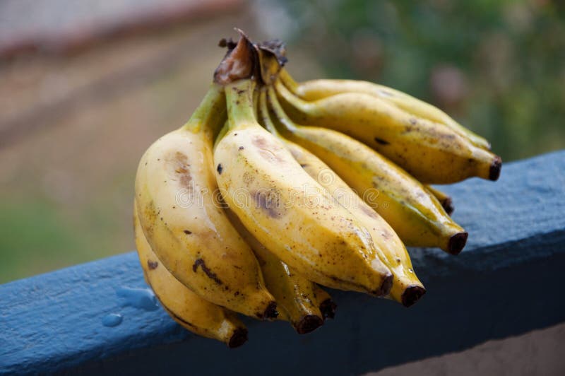 Bunch Of Lady Fingers Banana Stock Image Image of organic, fresh