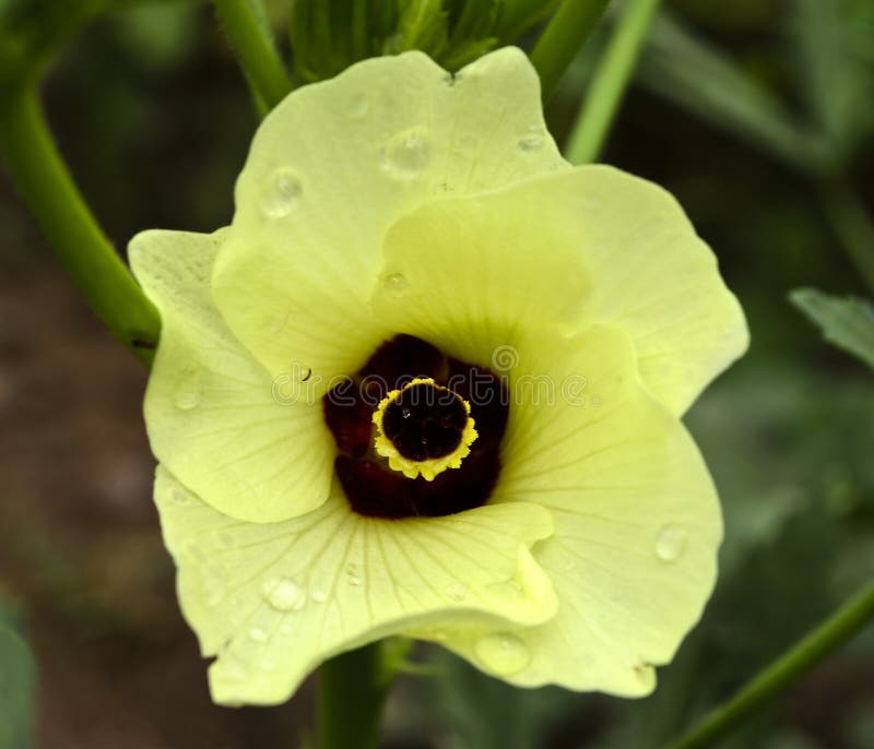 Lady Finger Flower stock image. Image of plantation, bhindi 32354121