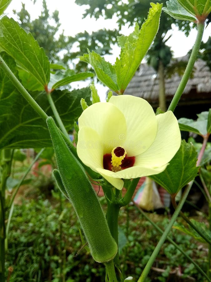 A Lady Finger and Its Flower. Stock Image Image of healthy, plant