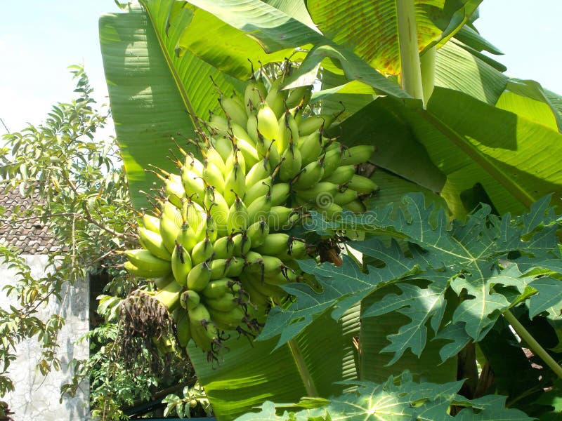 Lady Finger Small Banana Mature on the Banana Tree Stock Image Image