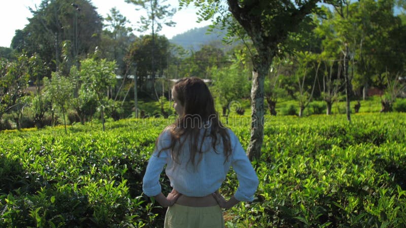 Lady mira en cámara lenta hacia la parte trasera de la plantación de té