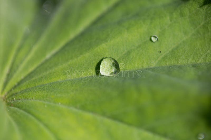 Lady s mantle with drops of water