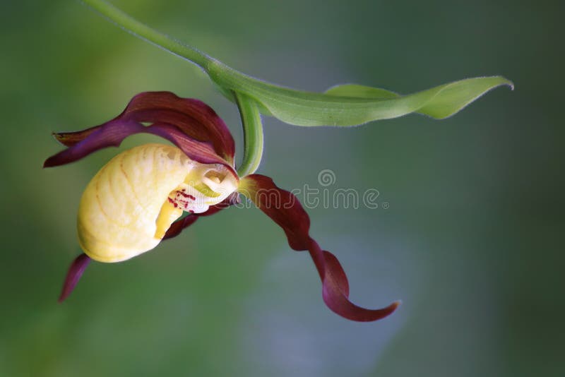 Lady's Slipper orchid (Cypripedium calceolus) stock images