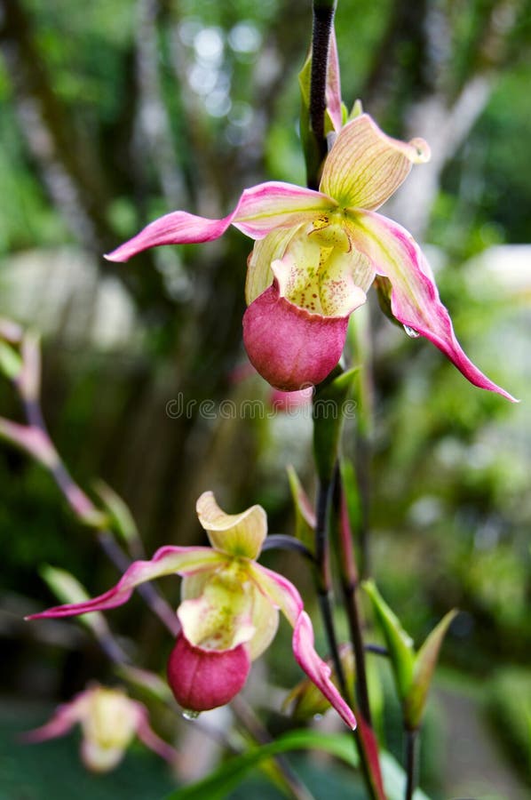 Lady s slipper orchid Paphiopedilum