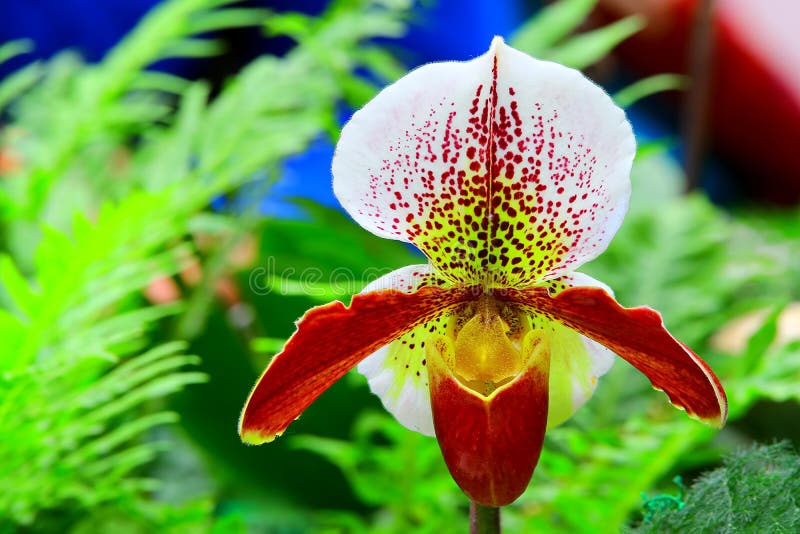 Lady`s slipper orchid paphiopedilum henryanum