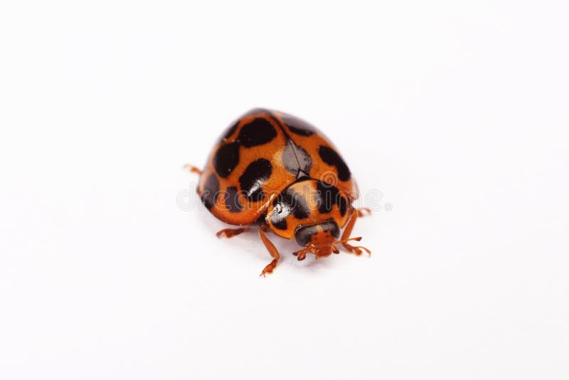 Ladybird