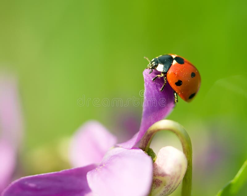 Ladybird