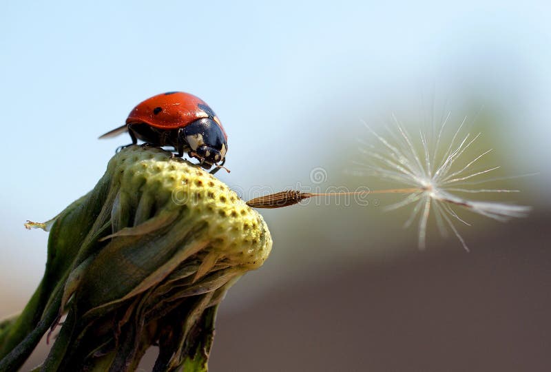 Ladybird