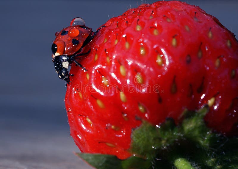 Ladybird