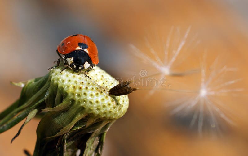 Ladybird