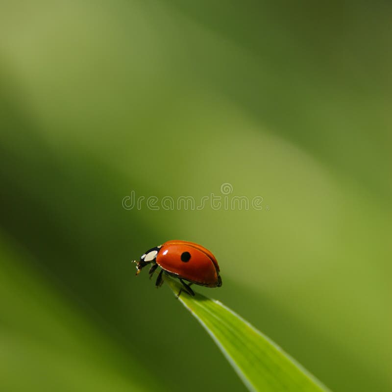 Ladybird