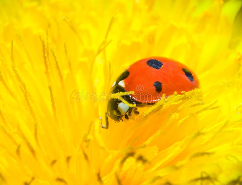 Red Ladybug on Yellow Flower Stock Photo Image of close, ladybird