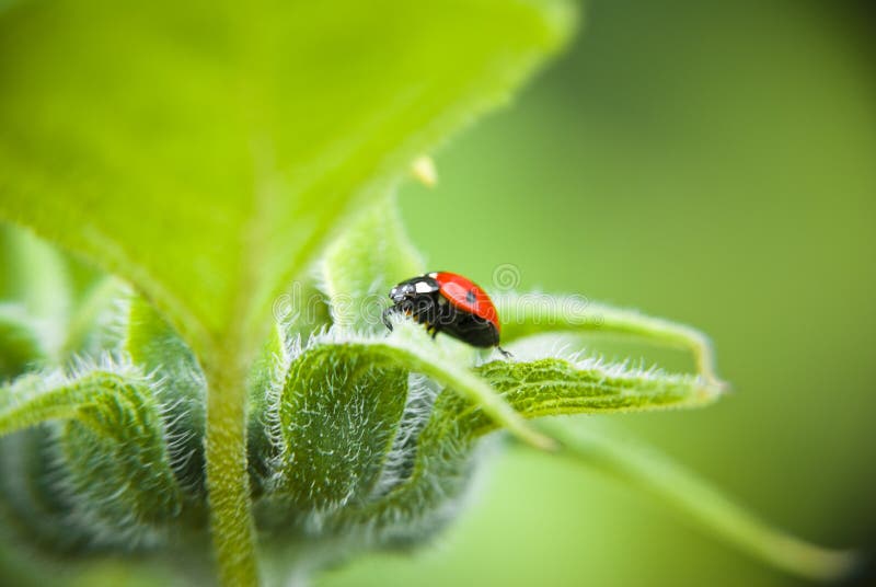 Ladybird beetle on green