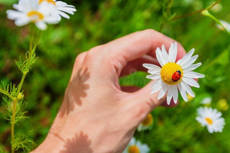 Ladybird on a camomile in male hand