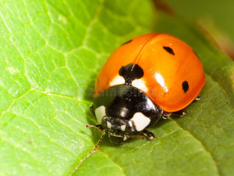 Yellow Ladybug stock photo. Image of beetle, cute, ecology 14405474