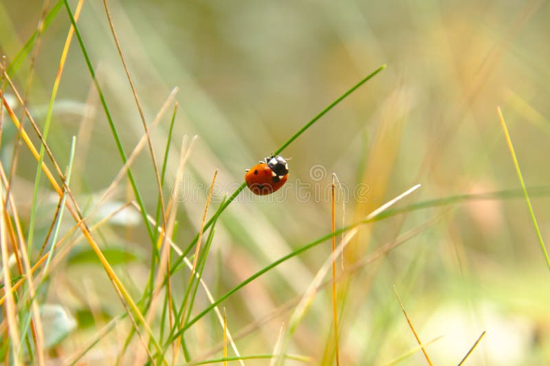 Ladybird stock images Ladybird stock images
