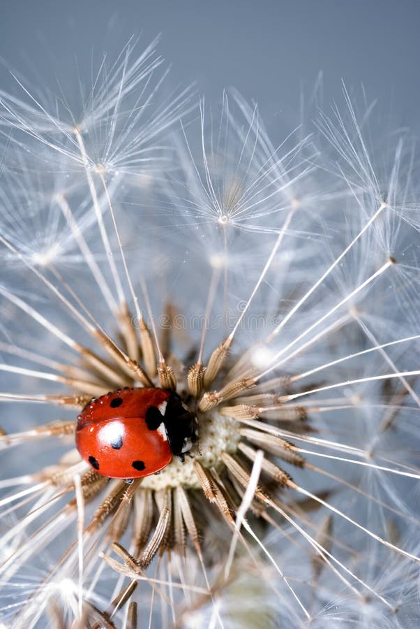 Ladybird on a dandelion