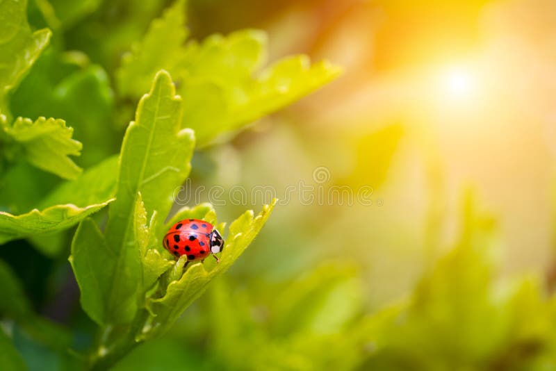 Ladybird dans le jardin, se ferment photographie stock libre de droits Ladybird dans le jardin, se ferment photographie stock libre de droits