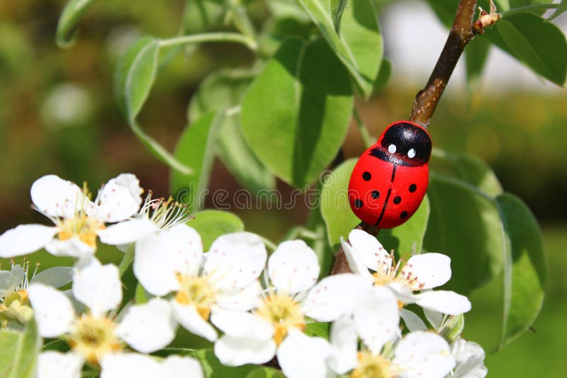 Ladybird dans le poirier images stock Ladybird dans le poirier images stock
