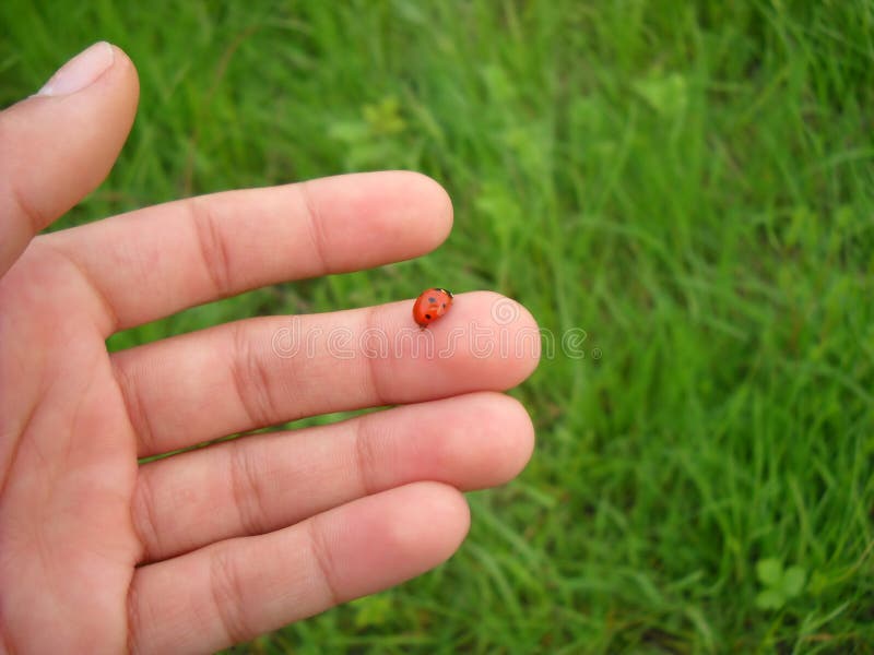 Ladybird on finger