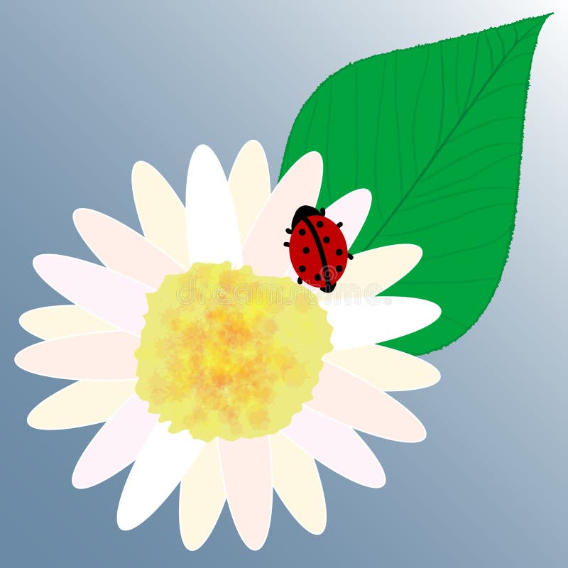 Ladybird flower & leaf vector vector illustration Ladybird flower & leaf vector vector illustration
