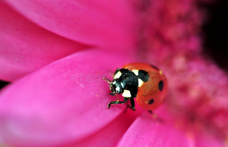 Ladybird on gerbera