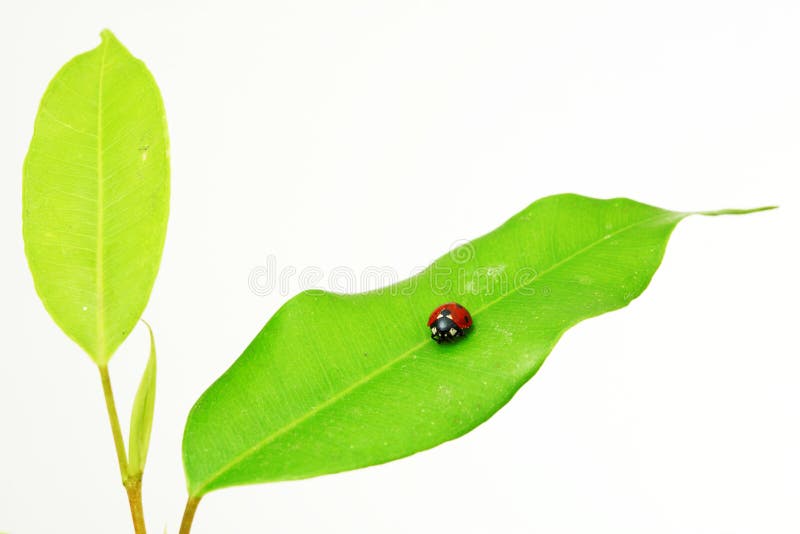 Ladybird on green leaf