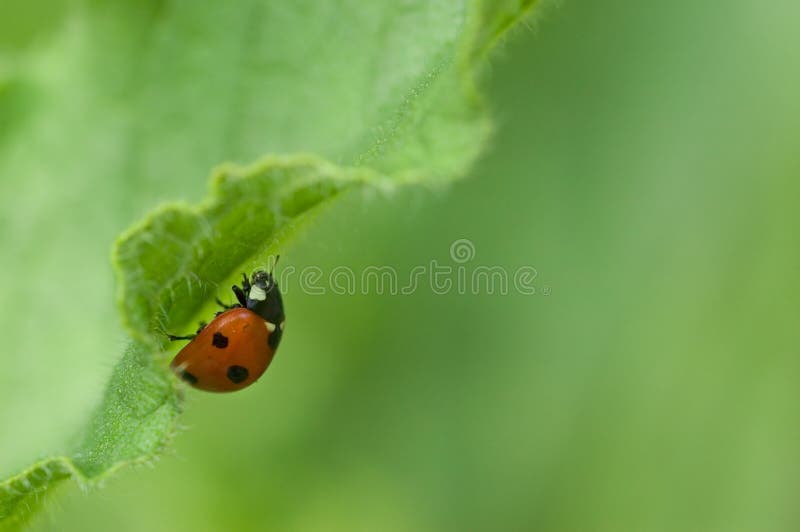 Ladybird on a green leave