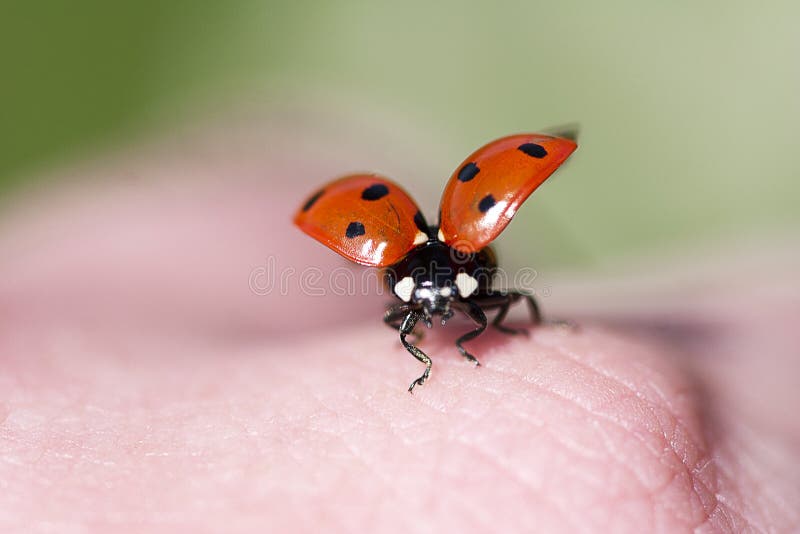 Ladybug, ladybug, fly away home.