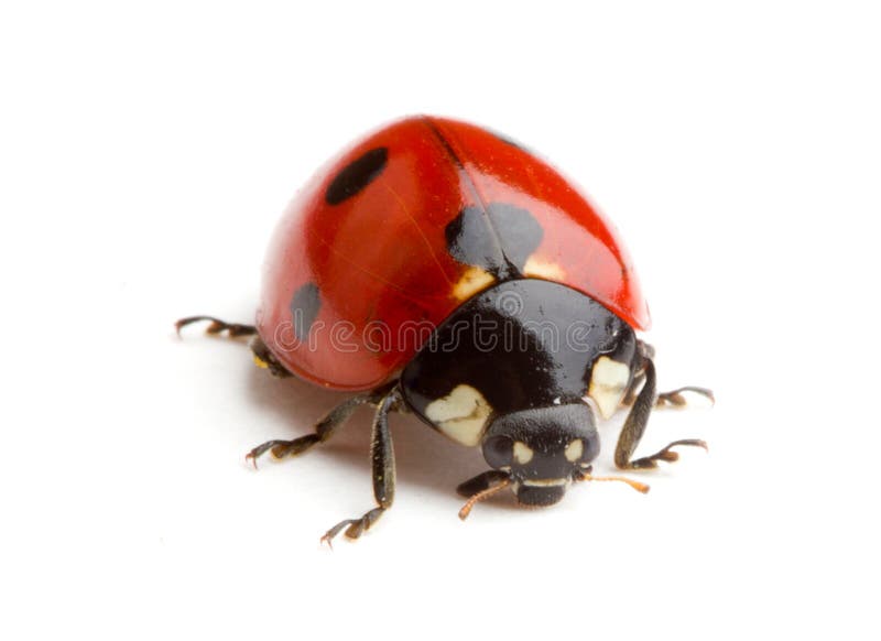 Ladybird or ladybug