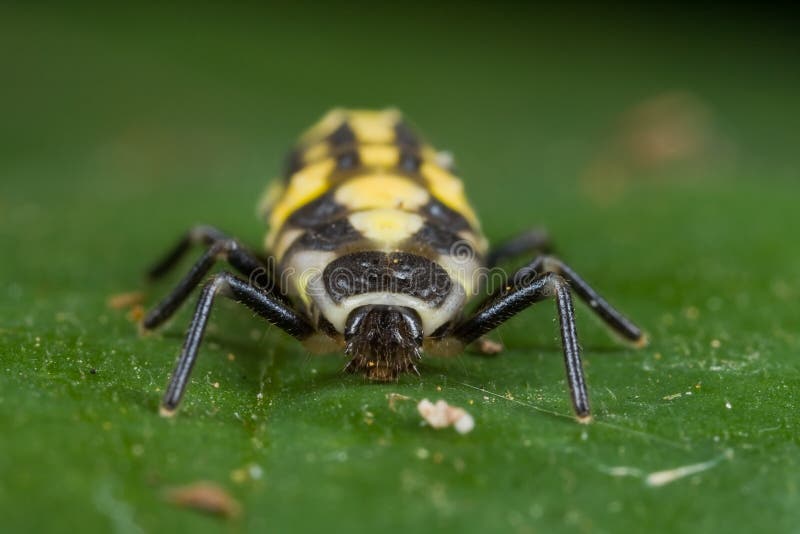 Ladybird larva stock image. Image of yellow, beetle, garden 10236929