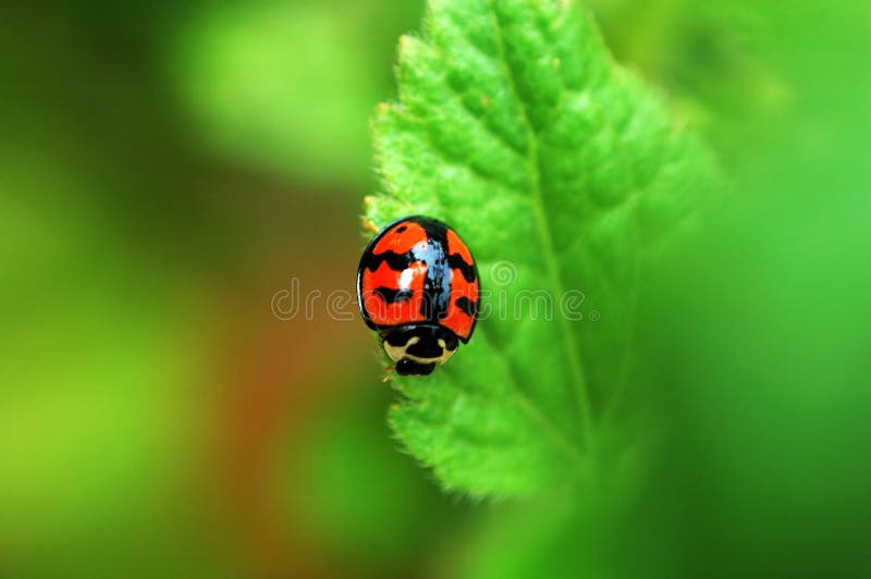 Ladybird on leaf