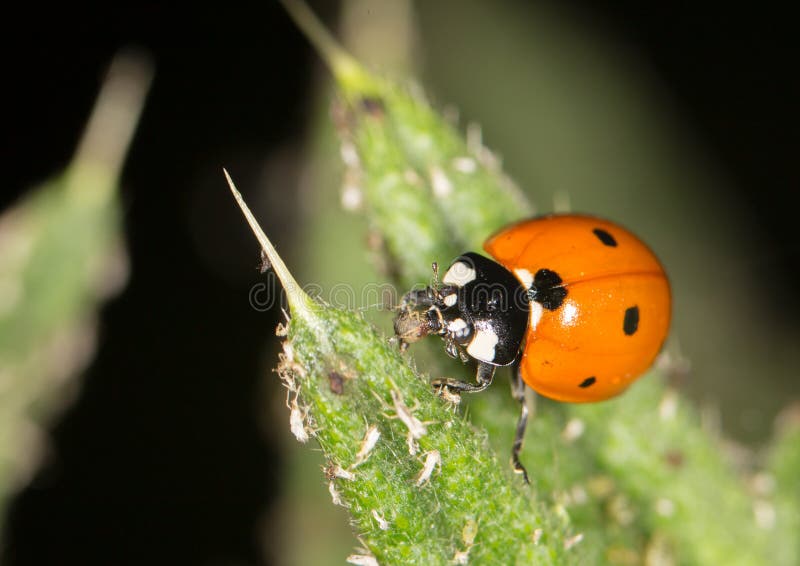Ladybird na naturze zakończenie zdjęcia royalty free Ladybird na naturze zakończenie zdjęcia royalty free