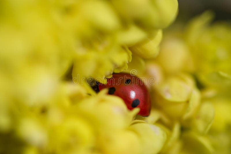 Ladybird red beetle in yellow holly bush flower petals macro stock photography Ladybird red beetle in yellow holly bush flower petals macro stock photography