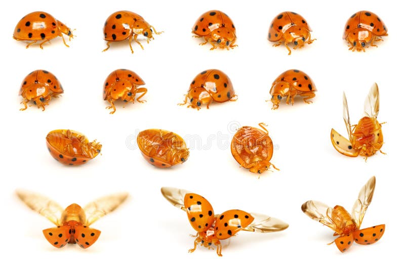 Ladybird Series