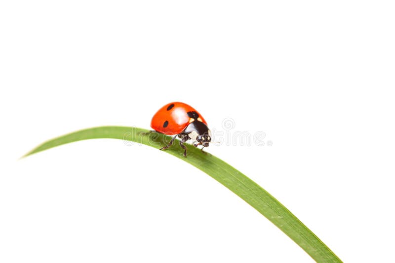 Ladybird walking on a leaf