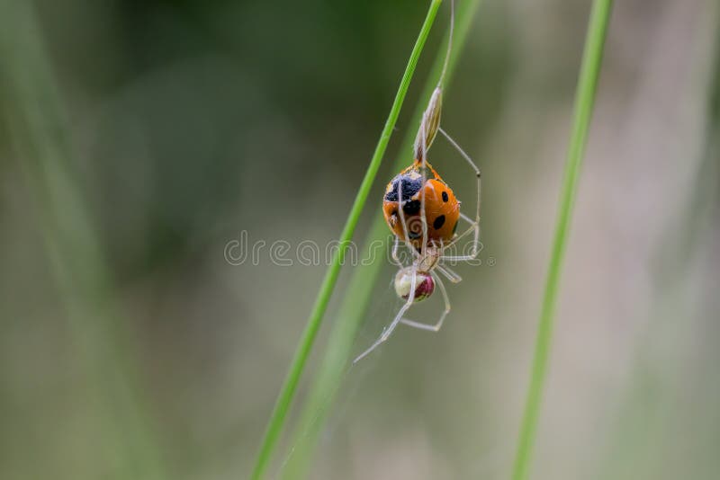 Ladybird łapać w pułapkę Footed pająkiem fotografia royalty free Ladybird łapać w pułapkę Footed pająkiem fotografia royalty free