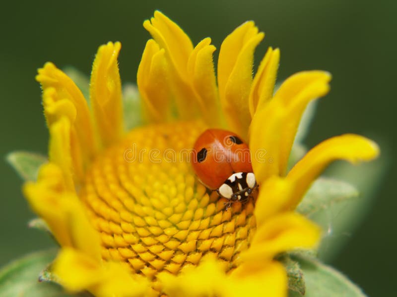 Ladybird żółte kwiaty