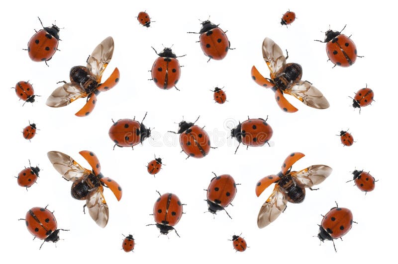 Ladybirds