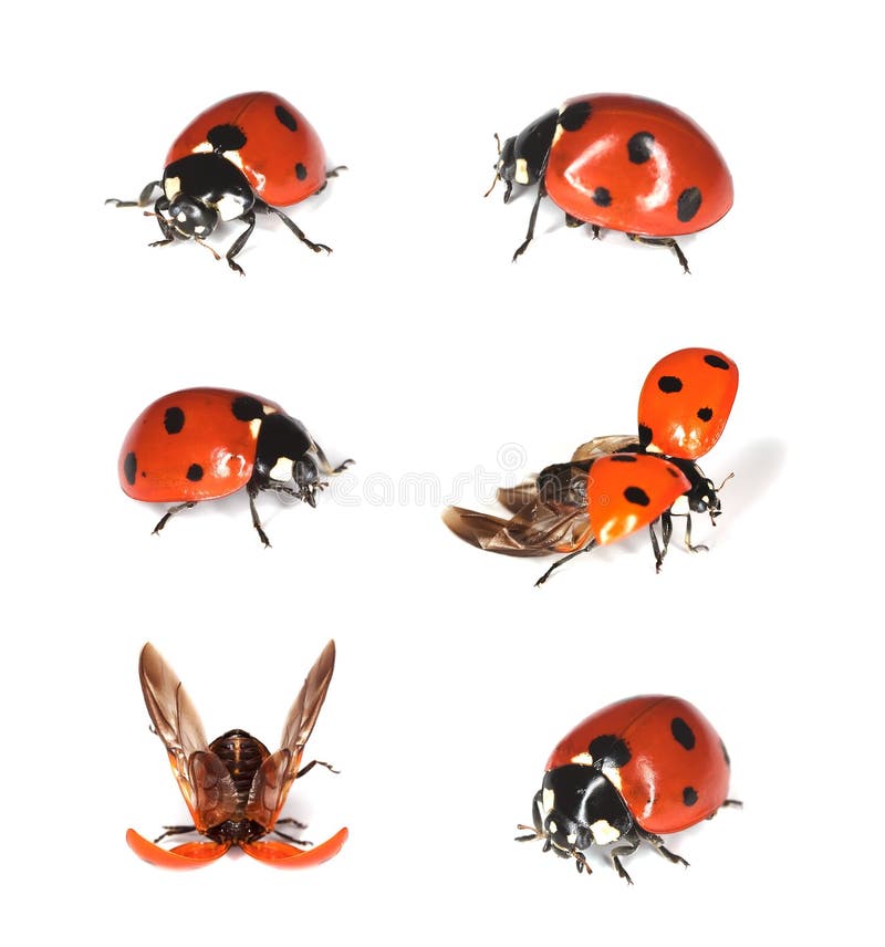 Ladybirds isolated on white.