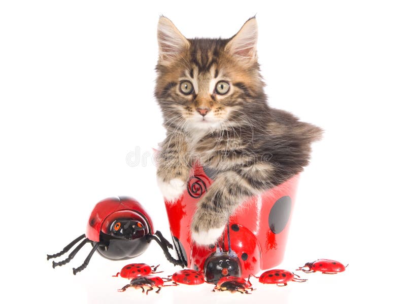 Maine Coon kitten with ladybird container and mini red bugs, on white background. Maine Coon kitten with ladybird container and mini red bugs, on white background