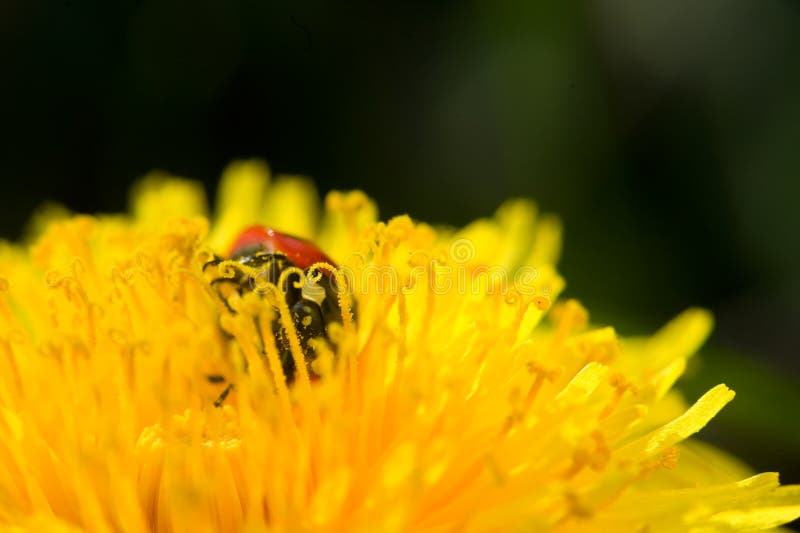 Ladybug