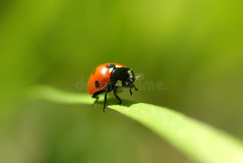 Ladybug