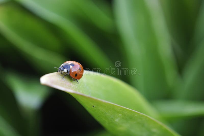 Closeup of ladybug on green leaf