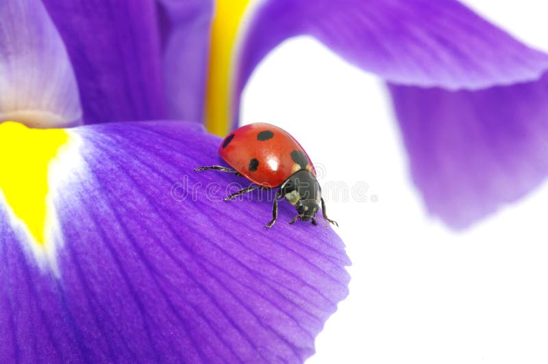 The ladybug sits on a flower petal