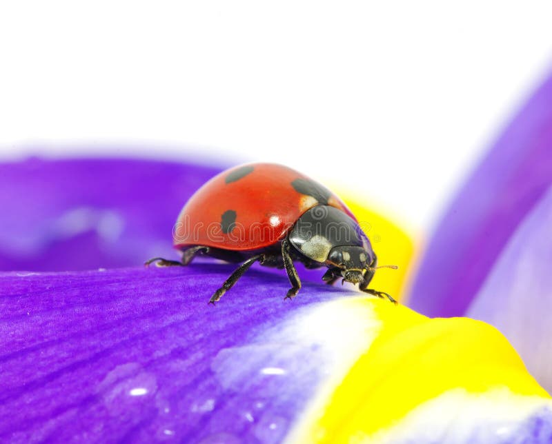 The ladybug sits on a flower petal