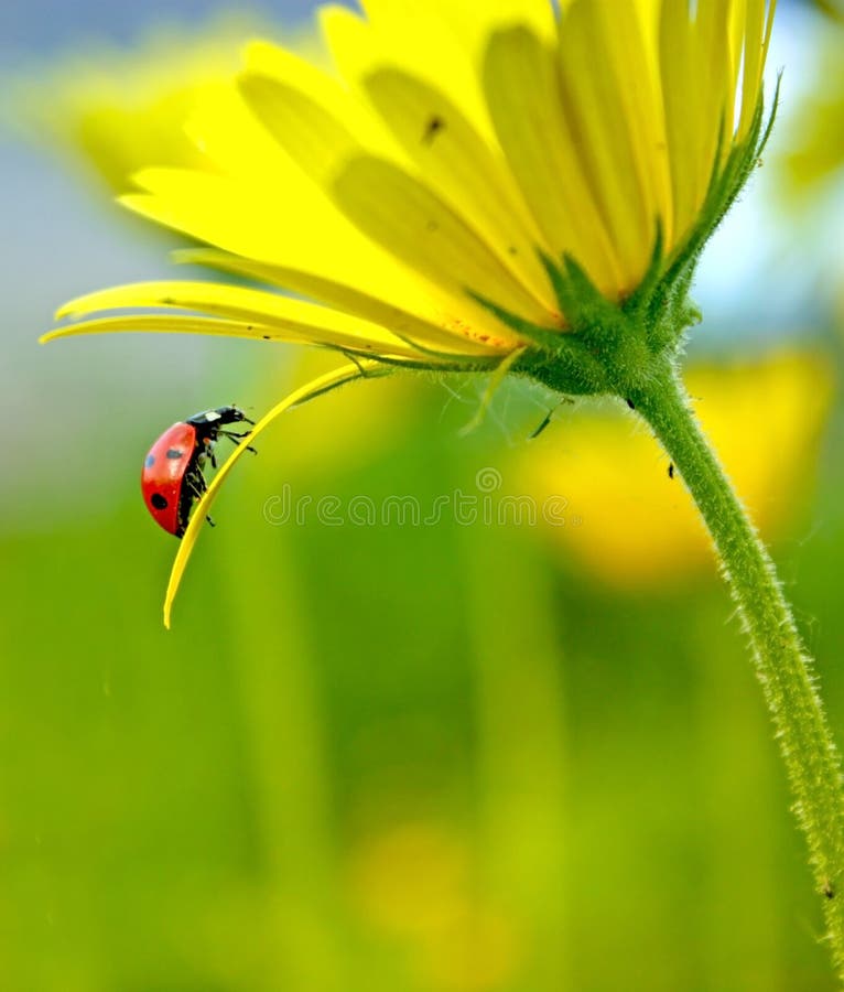 Ladybug