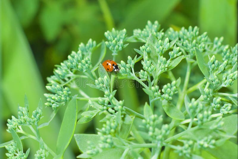 Ladybug stock photo Image of flowers eating leaves Biology Diagrams