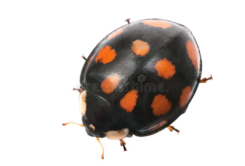 Black with red spots ladybug isolated on white background