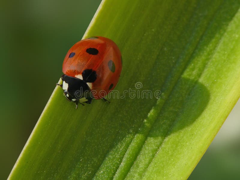 Ladybug